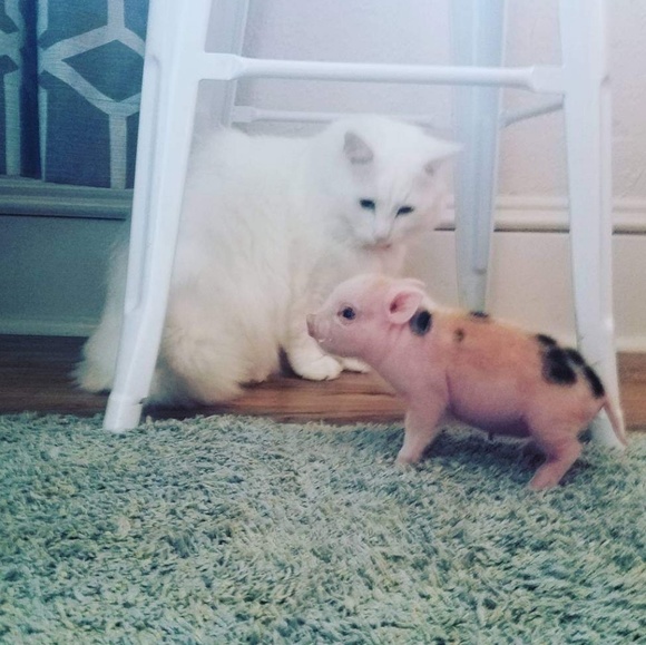 Meet your Posher, Jillian - Picture 2 of 5